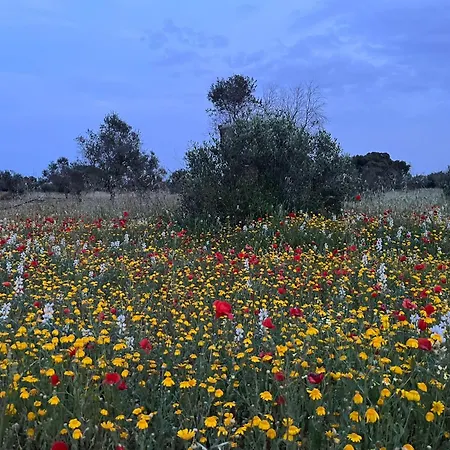 Coluccia Farm stay