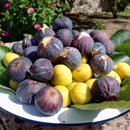Alloggio per agriturismo Coluccia *